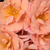 Oranžna - Vrtnice Floribunda - Alison 2000